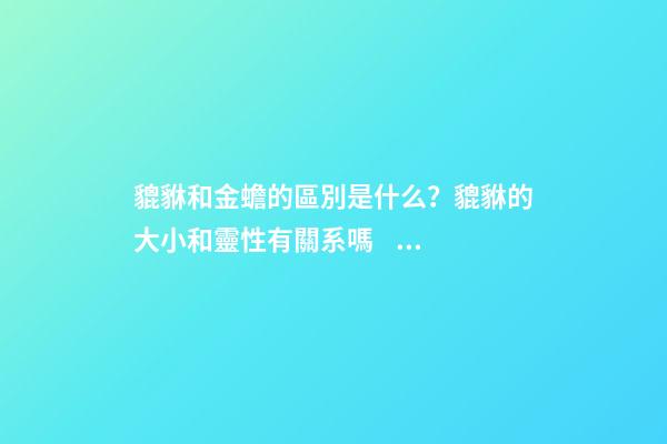 貔貅和金蟾的區別是什么？貔貅的大小和靈性有關系嗎？